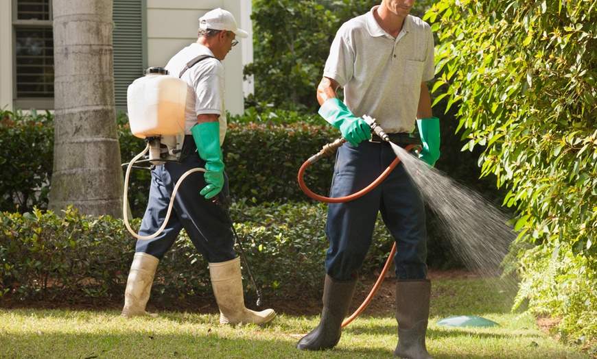 mosquito control services at home
