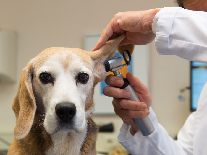 Encino Pet Hospital